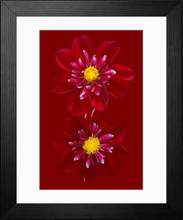 Framed Print : Hillcrest Regal Framed Print : Hillcrest Regal