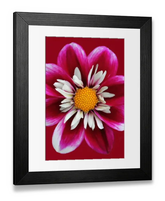 Framed Print : Dahlia collarette La Sierra Framed Print : Dahlia collarette La Sierra