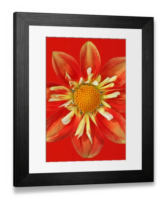 Framed Print : Anita Summerhayes