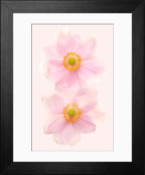 Framed Print : Anemones. Pink Japanese anemones Framed Print : Anemones. Pink Japanese anemones