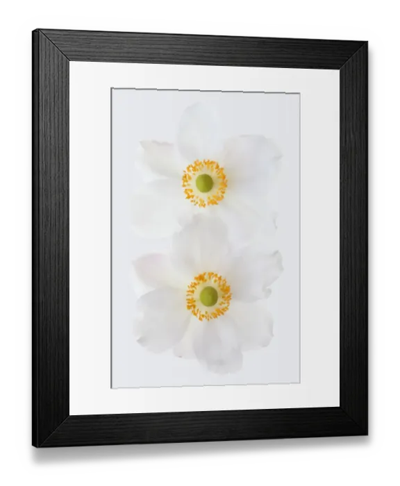 Framed Print : Anemones. White Japanese anemones Framed Print : Anemones. White Japanese anemones