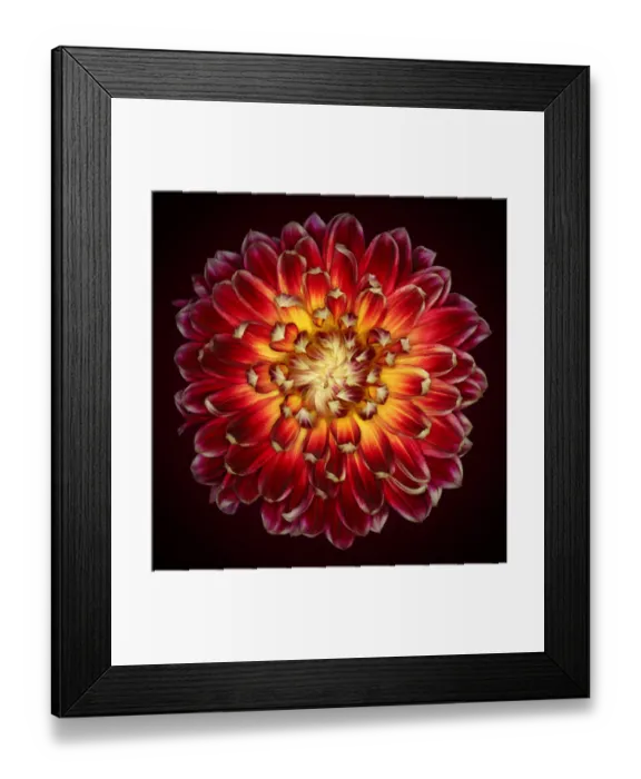 Framed Print : Akita. Dahlia Akita Framed Print : Akita. Dahlia Akita