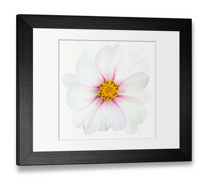 Framed Print : Cosmos Candy Stripe Framed Print : Cosmos Candy Stripe