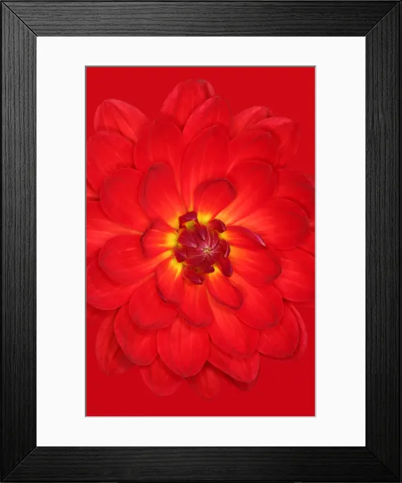 Framed Print : Red velvet Framed Print : Red velvet