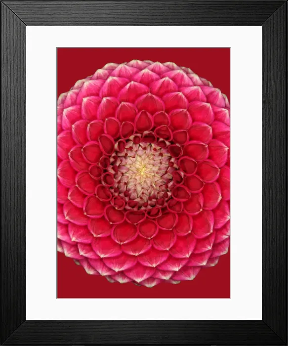 Framed Print : Syston Sophia Framed Print : Syston Sophia