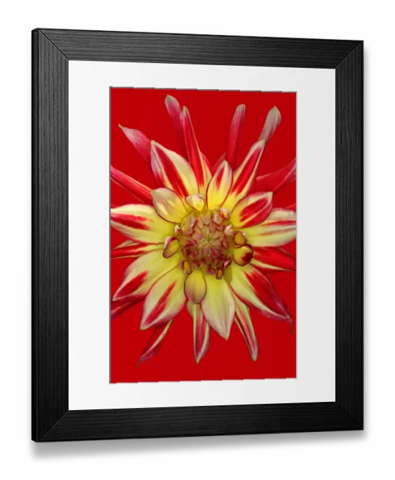 Framed Print : Firebird syn vuurvogel Framed Print : Firebird syn vuurvogel