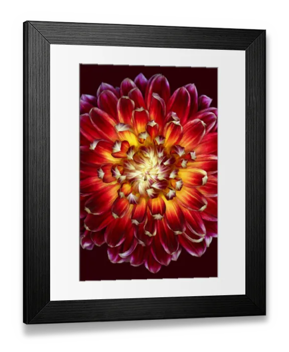 Framed Print : Akita. Dahlia Akita Framed Print : Akita. Dahlia Akita