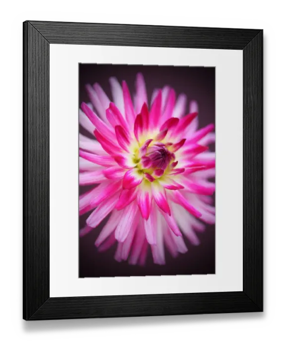 Framed Print : Geerlings Sorbet Framed Print : Geerlings Sorbet