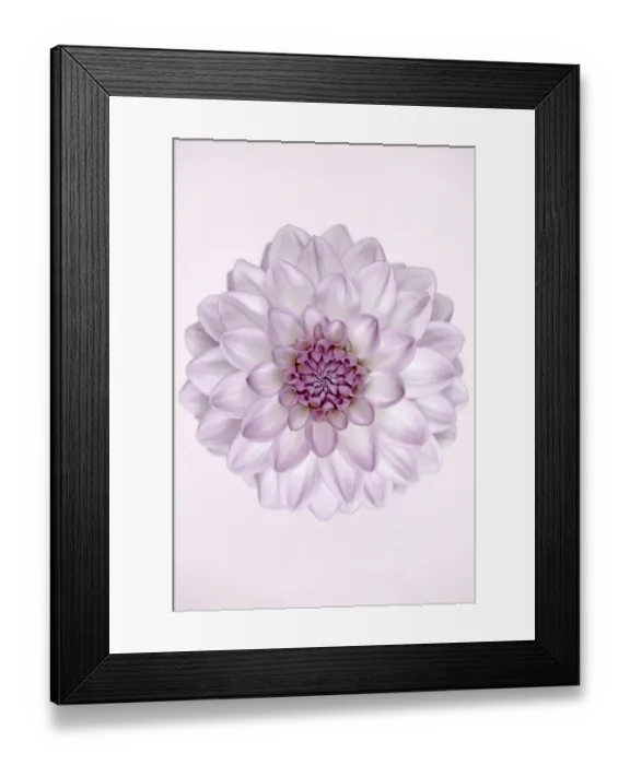 Framed Print : Que Sera. Dahlia Que Sera Framed Print : Que Sera. Dahlia Que Sera
