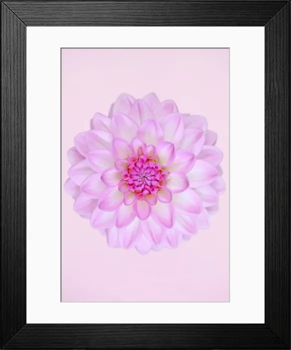Framed Print : Que Sera. Dahlia Que Sera