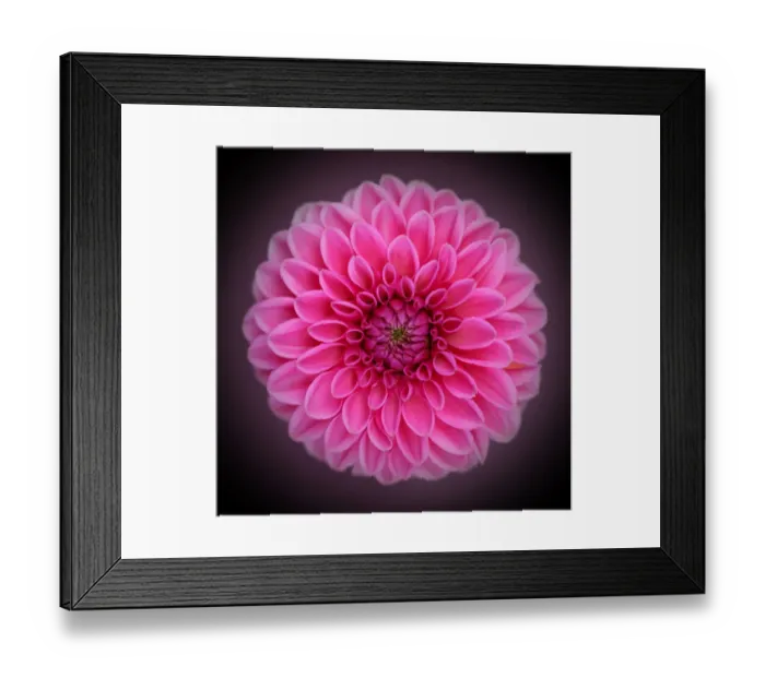 Framed Print : Pink pompom Framed Print : Pink pompom