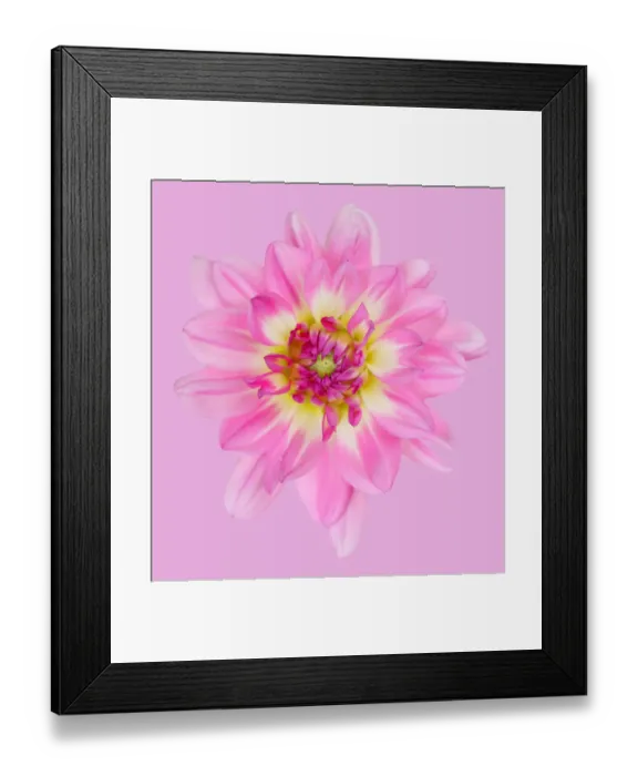 Framed Print : Pink Magic Framed Print : Pink Magic