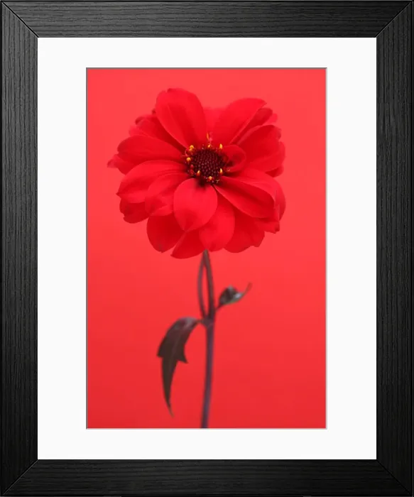 Framed Print : Bishop of Llandaff Framed Print : Bishop of Llandaff