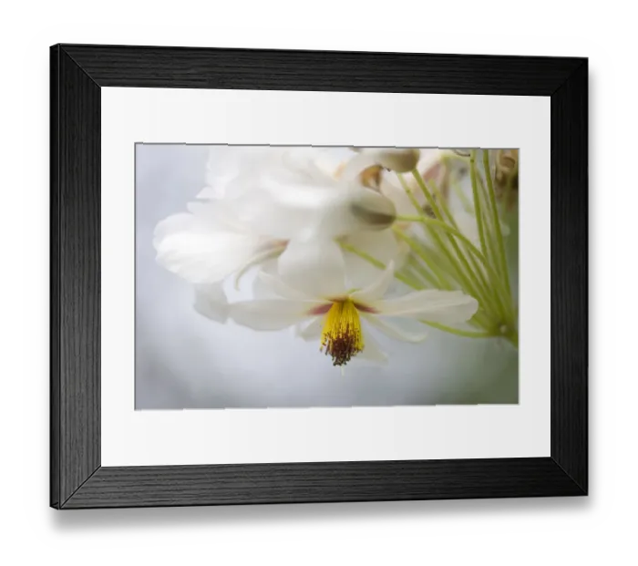 Framed Print : Hemp. African hemp at The Eden Project Framed Print : Hemp. African hemp at The Eden Project