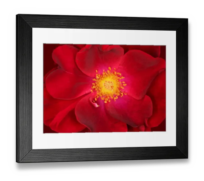 Framed Print : Dusky maiden
