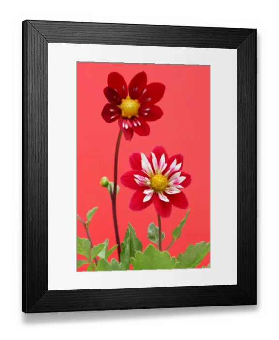Framed Print : Collarettes Framed Print : Collarettes