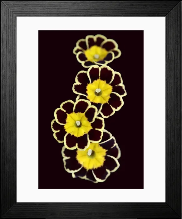 Framed Print : Primula Gold Lace Framed Print : Primula Gold Lace