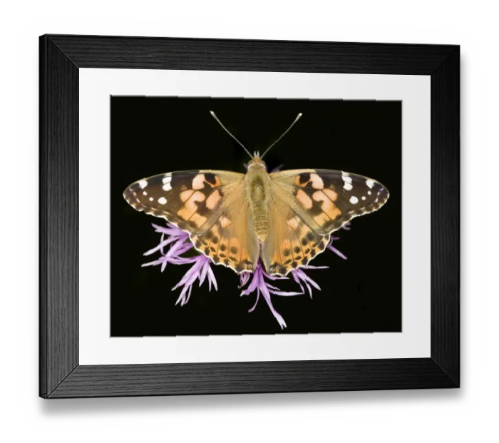 Framed Print : Painted Lady Framed Print : Painted Lady