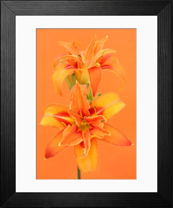 Framed Print : Day Lily. Orange day lily Framed Print : Day Lily. Orange day lily