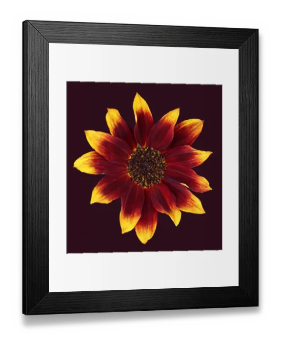 Framed Print : Sunflower Framed Print : Sunflower