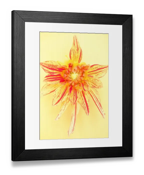 Framed Print : Dahlia, Striped Vulcan Framed Print : Dahlia, Striped Vulcan