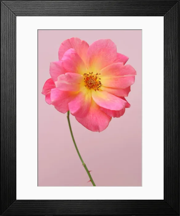 Framed Print : Old Rose. Old rose