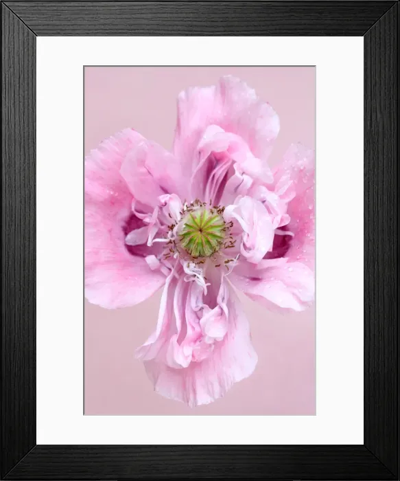 Framed Print : Poppy. Papaver somniferum, opium poppy Framed Print : Poppy. Papaver somniferum, opium poppy
