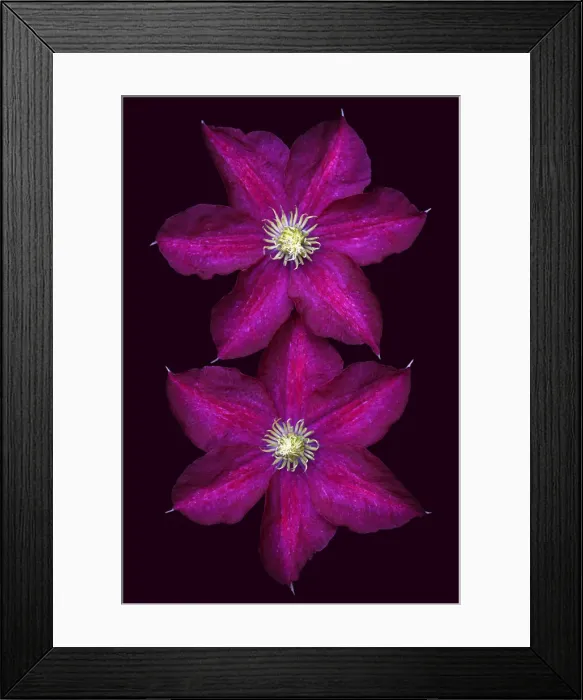 Framed Print : Clematis Madame Edouard Andre Framed Print : Clematis Madame Edouard Andre