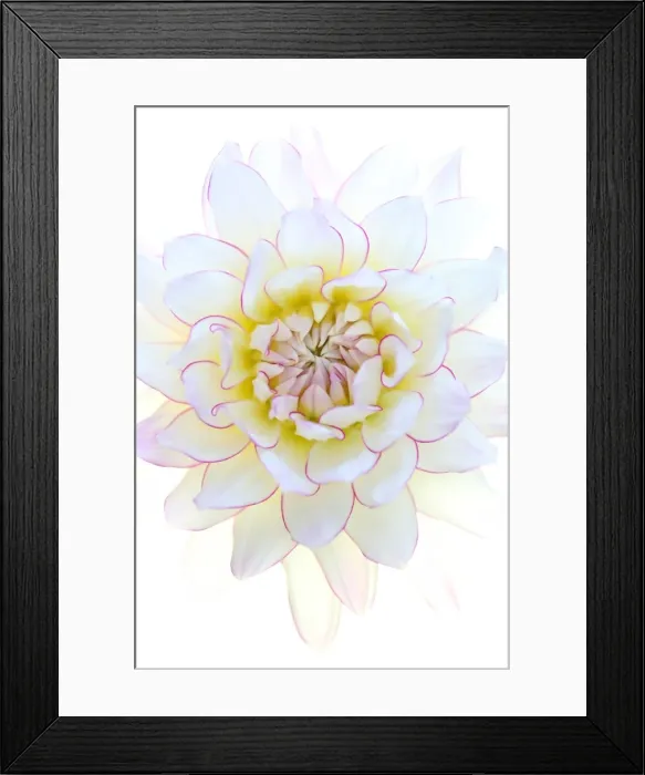 Framed Print : Crazy love Framed Print : Crazy love
