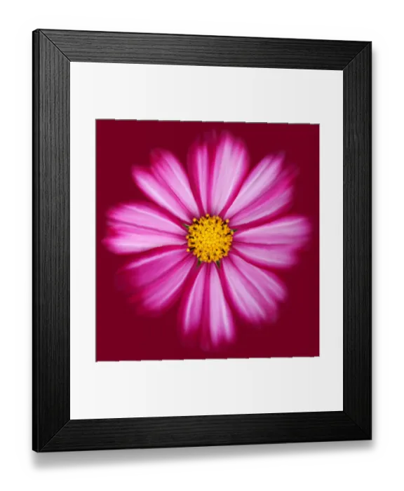 Framed Print : Cosmos Candy Stripe Framed Print : Cosmos Candy Stripe