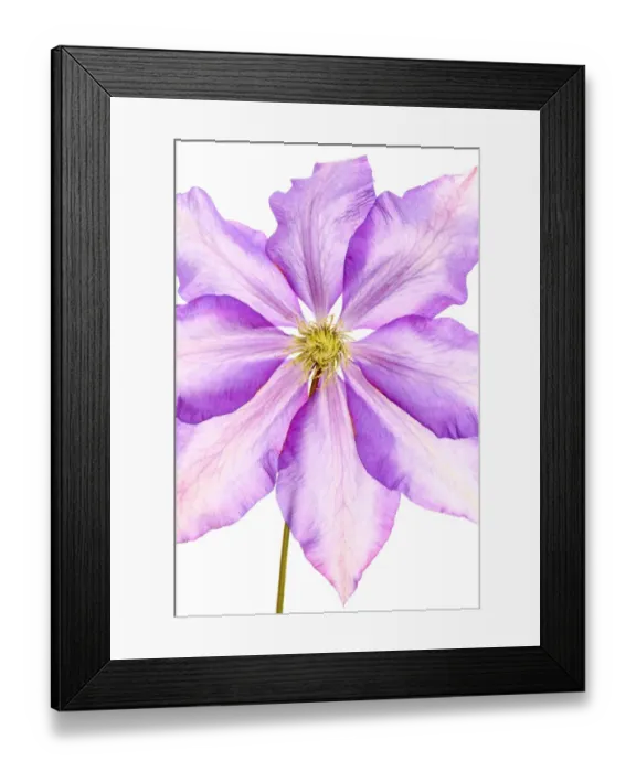 Framed Print : Daniel Deronda Framed Print : Daniel Deronda