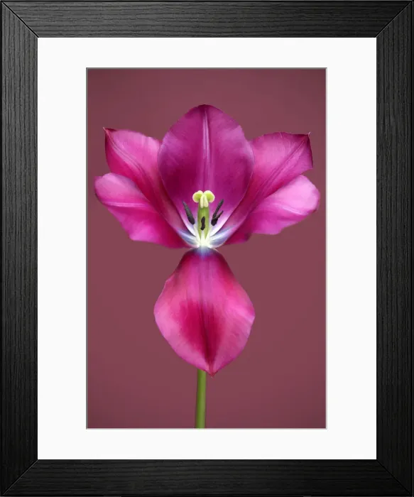 Framed Print : Tulip Music Framed Print : Tulip Music