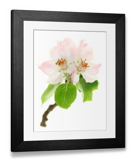 Framed Print : Apple blossom Framed Print : Apple blossom