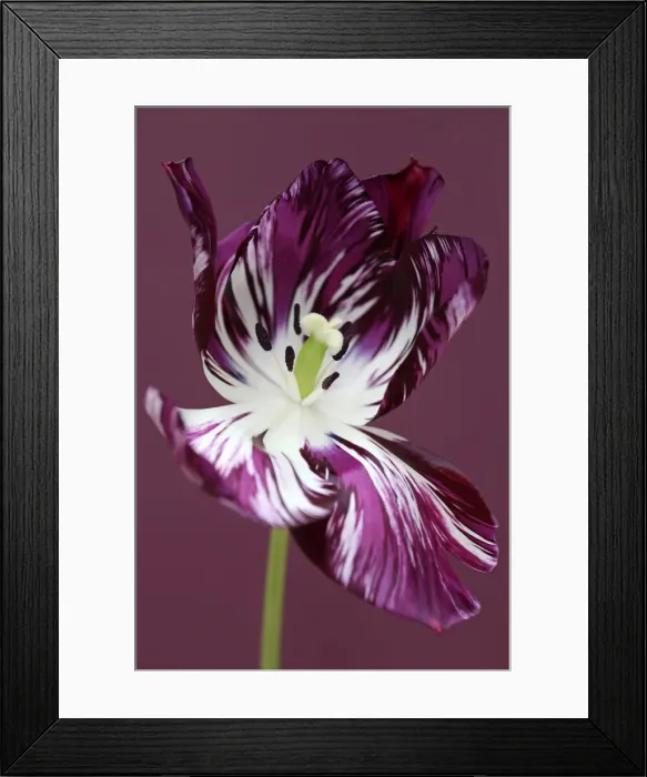 Framed Print : Adonis. Tulip Adonis broken Framed Print : Adonis. Tulip Adonis broken