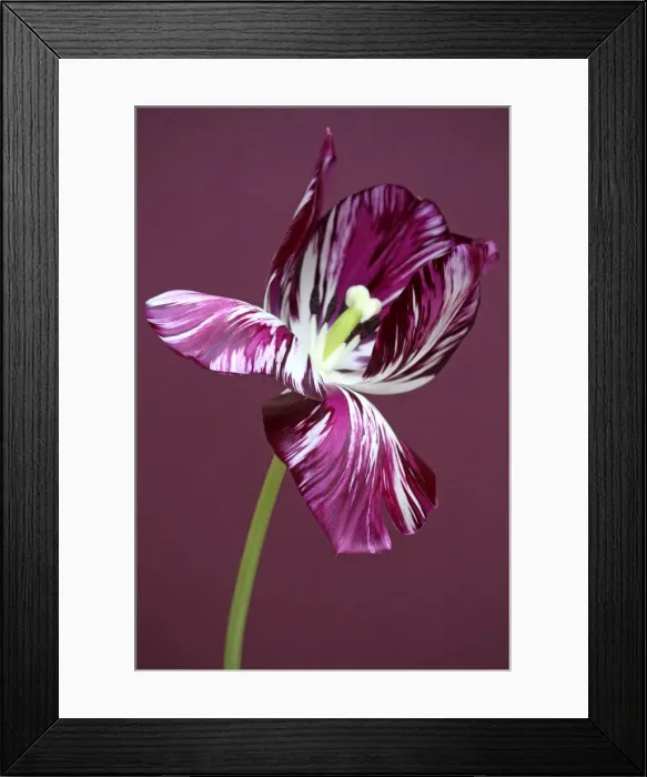 Framed Print : Adonis. Tulip Adonis broken Framed Print : Adonis. Tulip Adonis broken