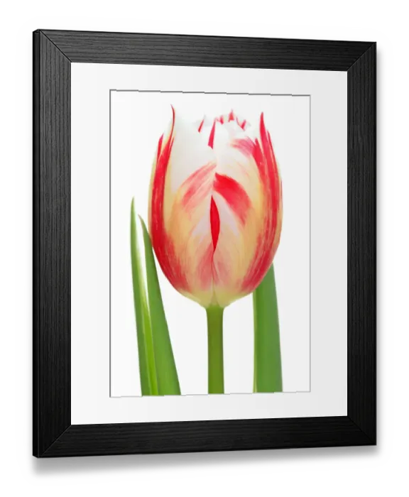 Framed Print : Tulip Carnaval de Rio Framed Print : Tulip Carnaval de Rio