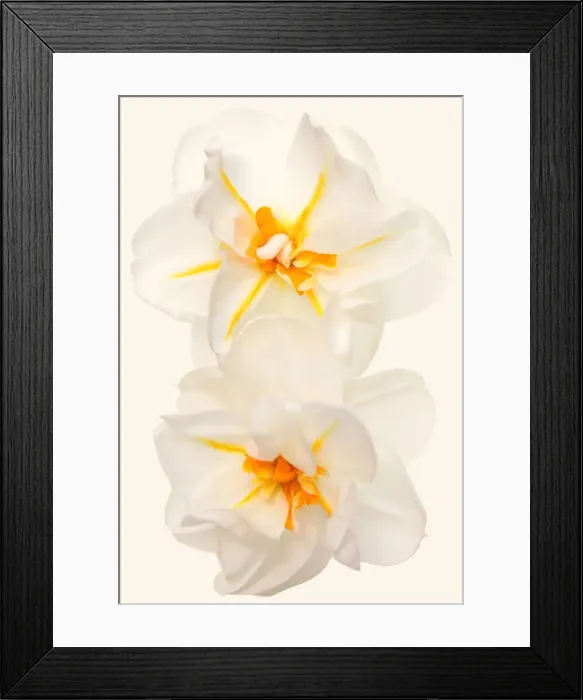 Framed Print : Narcissus Sir Winston Churchill Framed Print : Narcissus Sir Winston Churchill