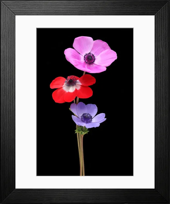 Framed Print : Anemones on a black background Framed Print : Anemones on a black background