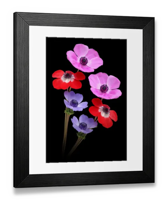 Framed Print : Anemones on a black background Framed Print : Anemones on a black background