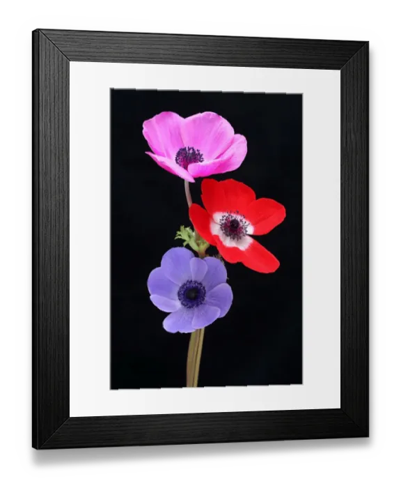 Framed Print : Anemones. Anemone flowers on a black background Framed Print : Anemones. Anemone flowers on a black background