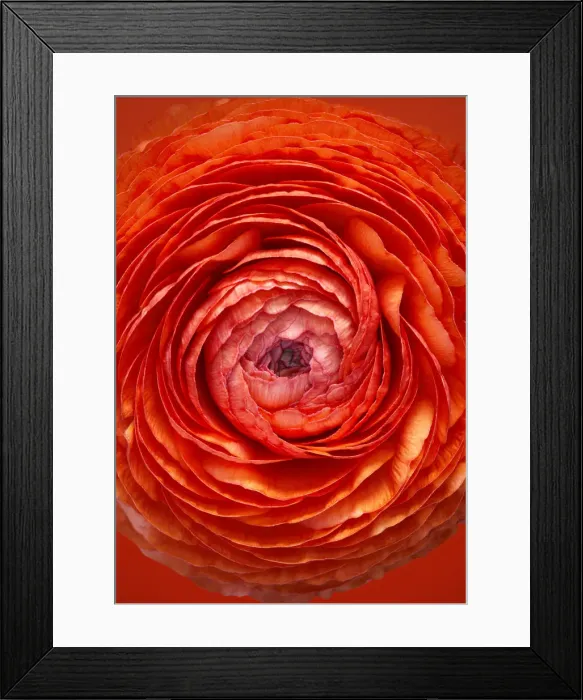 Framed Print : Ranunculus Framed Print : Ranunculus