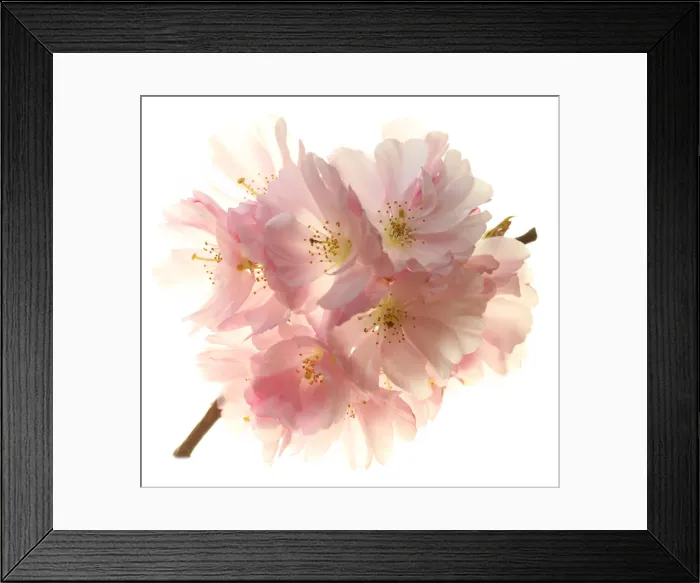 Framed Print : Blossom. Cherry blossom Framed Print : Blossom. Cherry blossom