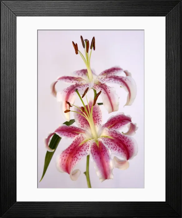 Framed Print : Lilies. Stargazer lilies Framed Print : Lilies. Stargazer lilies