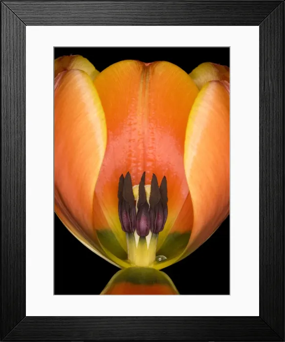 Framed Print : Ad Rem. Tulip Ad Rem Framed Print : Ad Rem. Tulip Ad Rem