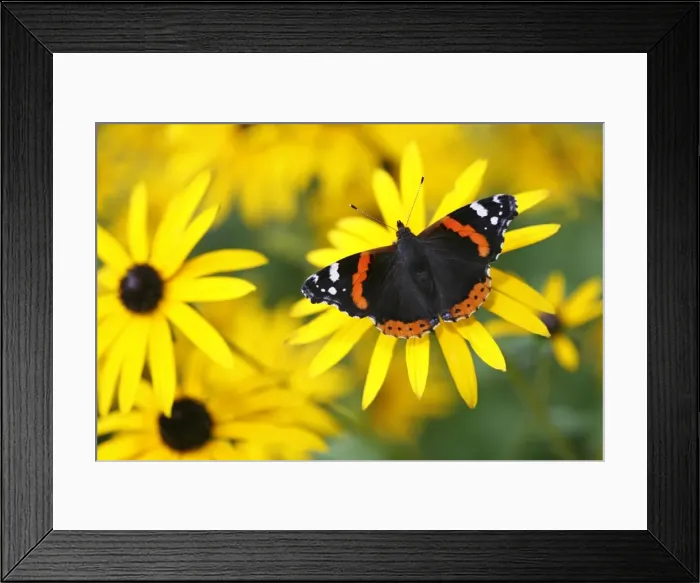 Framed Print : Red Admiral Framed Print : Red Admiral