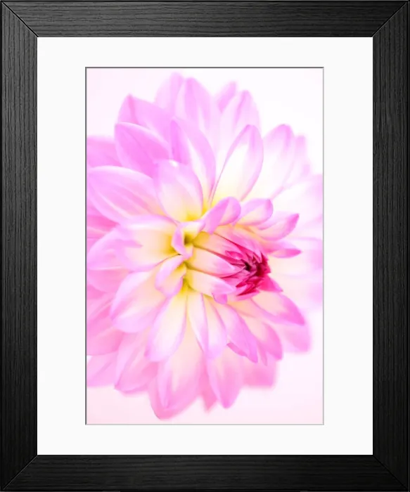 Framed Print : Pink magic Framed Print : Pink magic