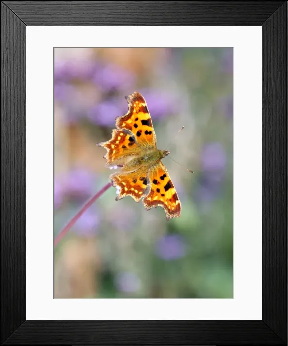 Framed Print : Comma on verbena Framed Print : Comma on verbena