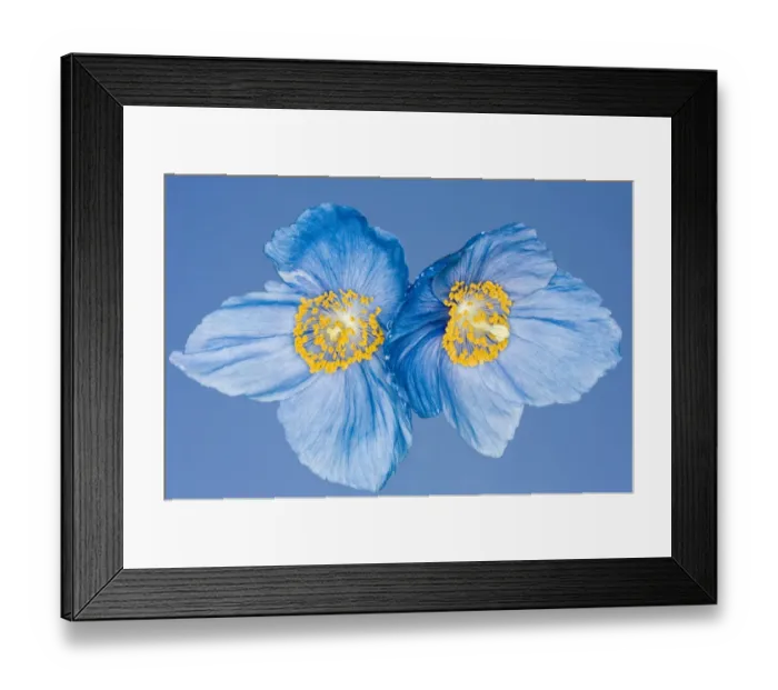 Framed Print : Meconopsis Framed Print : Meconopsis