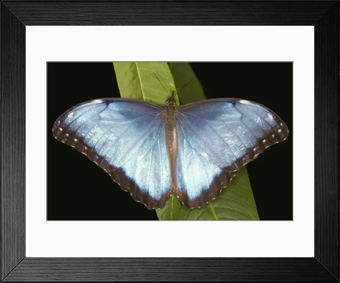Framed Print : Blue Morpho Framed Print : Blue Morpho