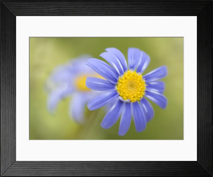 Framed Print : Blue daisy Framed Print : Blue daisy